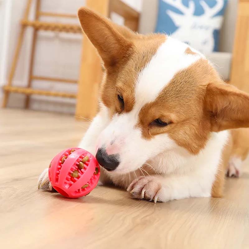 Teething Toys for Dogs