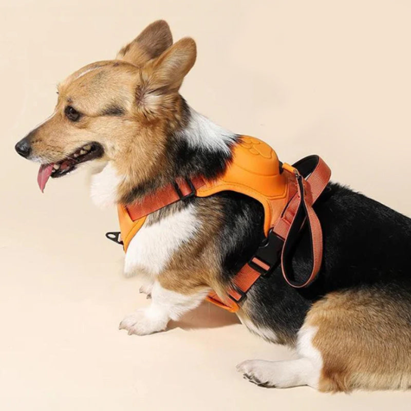 2 in 1 harness with integrated leash