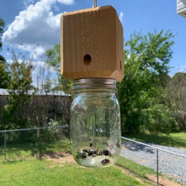 Best Carpenter Bee Trap