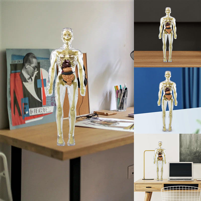 3D Anatomy Skeleton Model toy