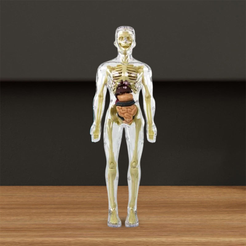 3D Anatomy Skeleton Model toy