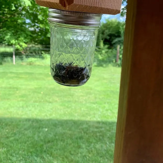 Best Carpenter Bee Trap