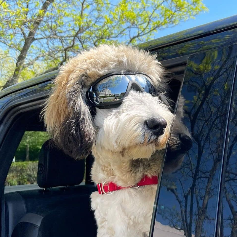 Outdoor Goggles for Dogs